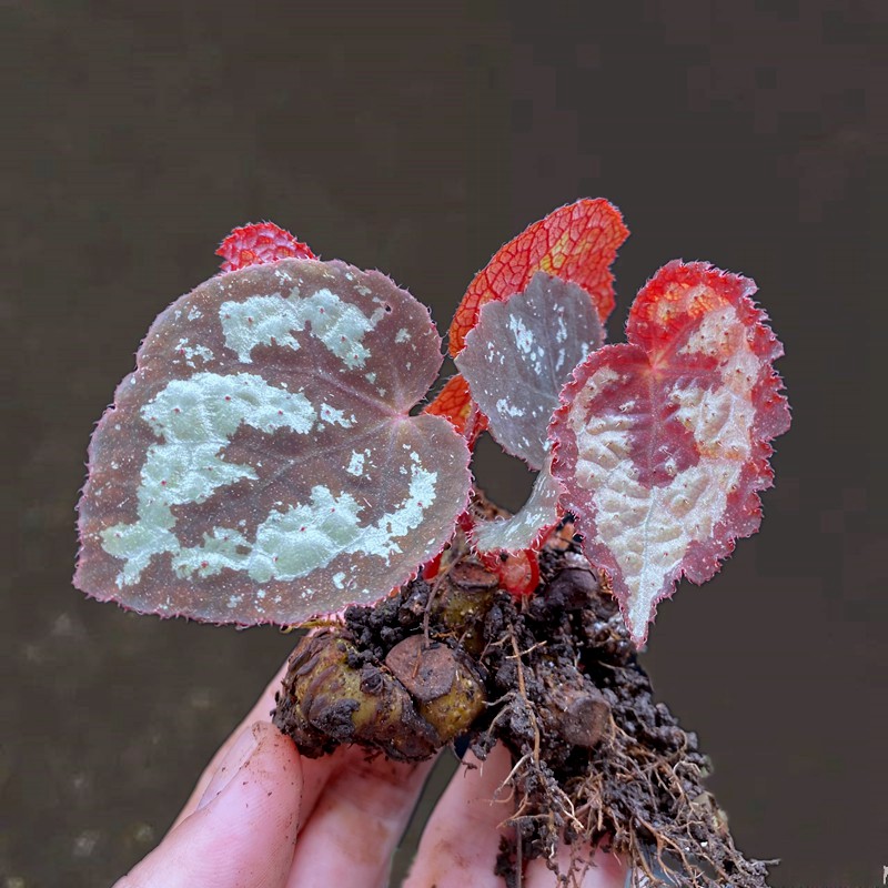 秋季室内雨林缸造景观叶秋海棠