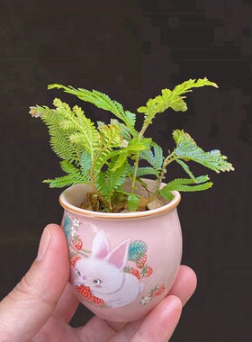 翠云草小盆栽室内桌面绿植蓝色彩色素反光四季耐湿好养活造景素材