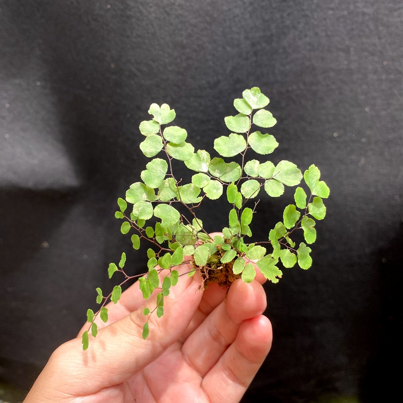 铁线蕨四季常青室内好养