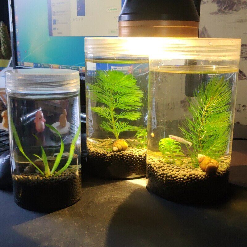 自制生态瓶diy材料自循环微景观小鱼缸虾水草套装客厅桌面免打理