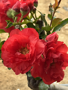 直播间一物一拍海棠花链接长寿冠冬洋锦