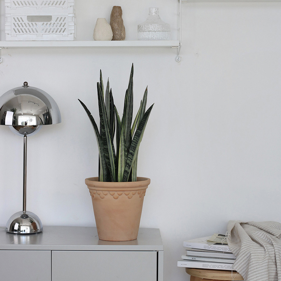 poz植物私生|银玉剑叶虎活皮兰另类小众净化空气耐旱卧室植物