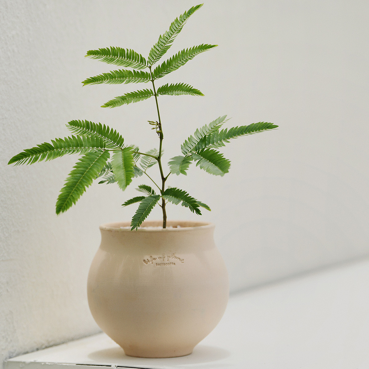 植物私生活 小豆树密叶猴耳环ins风网红室内耐阴小型桌面植物
