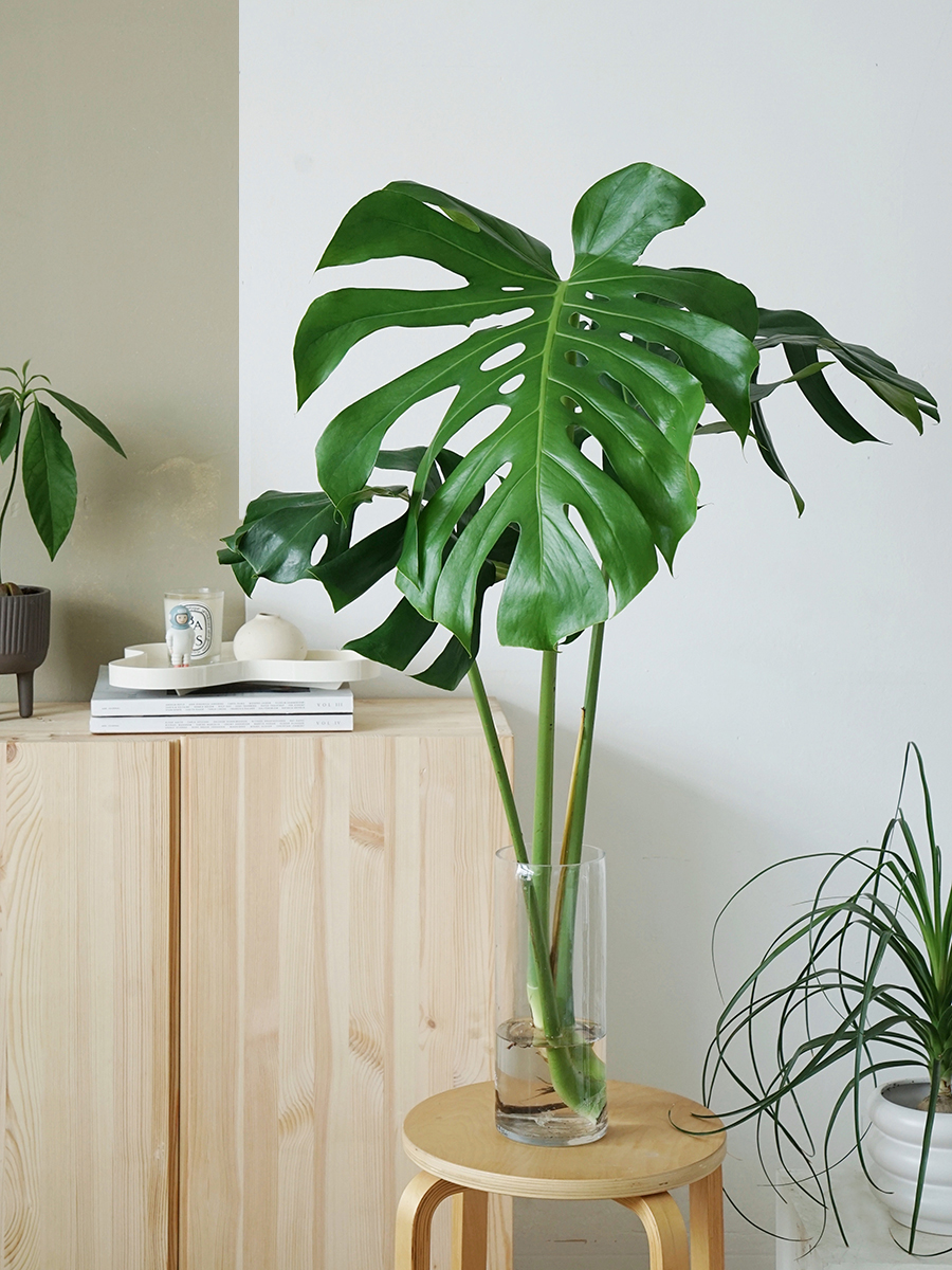 植物私生活 龟背竹水培鲜切绿植  大叶片老桩 夏季水培好心情