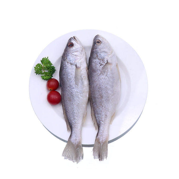 20斤/箱白菇鱼黄菇鱼(多规格)食用海鲜冷冻水产组合生鲜批购
