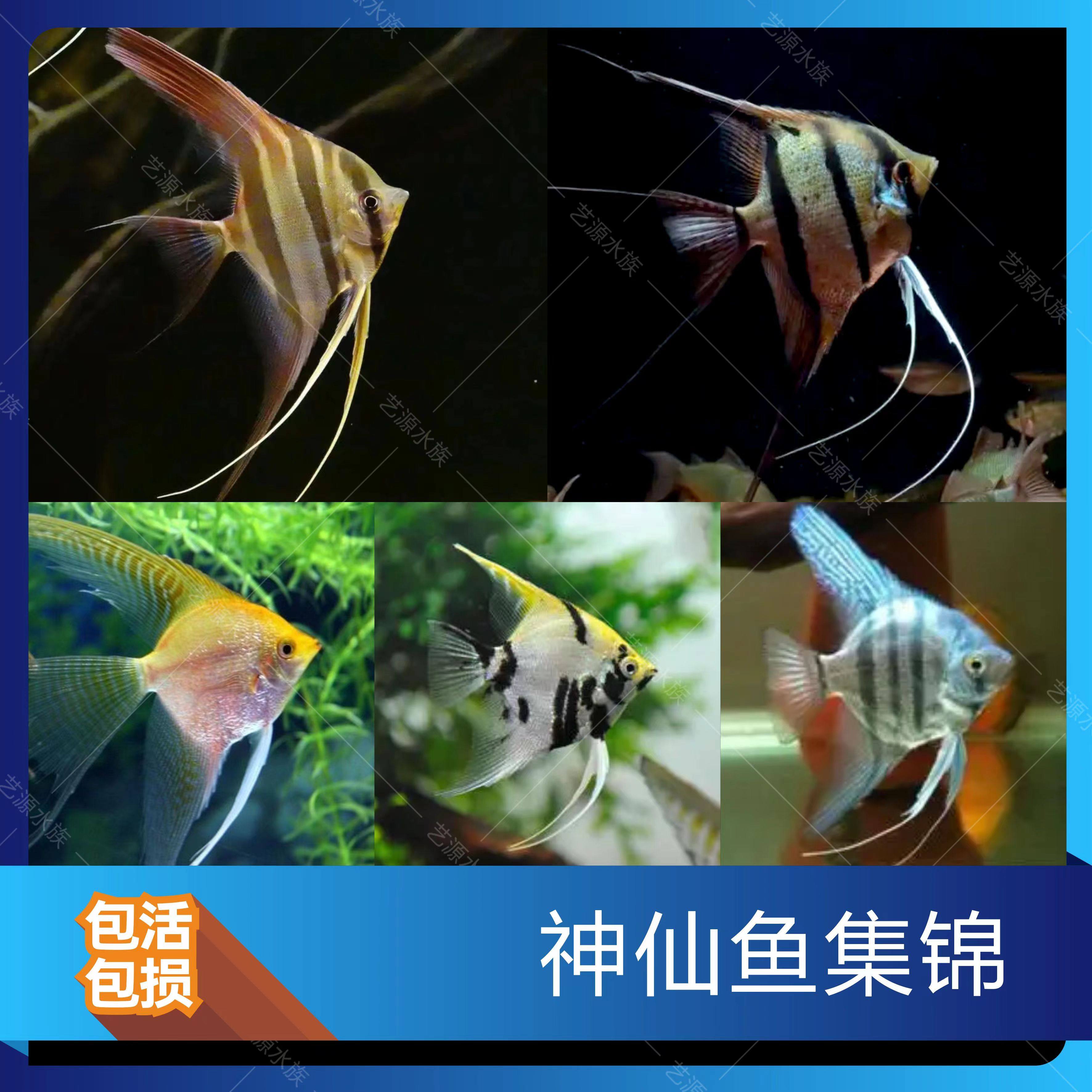 燕鱼斑马蓝魔鬼神仙鱼熊猫墨燕秘鲁神仙热带鱼观赏鱼小型活体包邮