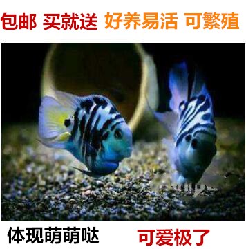 迷你鹦鹉鱼短鲷鱼热带鱼观赏鱼白化鹦鹉宝蓝鹦鹉鱼新手好繁殖活体