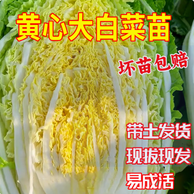 黄心大白菜秧苗耐寒蔬菜苗北京3号白菜苗生菜苗包菜甘蓝苗红菜苔