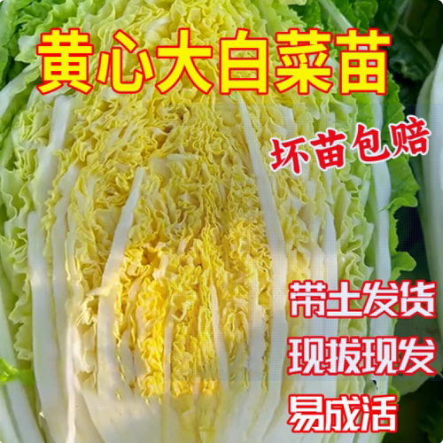 黄心大白菜秧苗耐寒蔬菜苗北京3号白菜苗生菜苗包菜甘蓝苗红菜苔