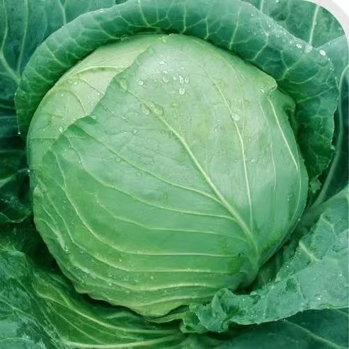 卷心菜秧苗包菜甘蓝苗紫甘蓝牛心甘蓝菜心花菜苗西蓝花秋冬耐寒