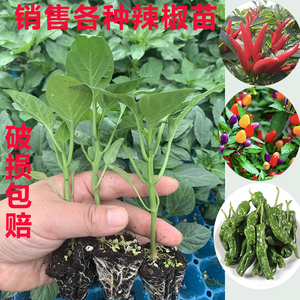 薄皮椒辣椒苗牛角椒秧苗辣椒苗香辣线椒小米椒四季阳台庭院种子苗
