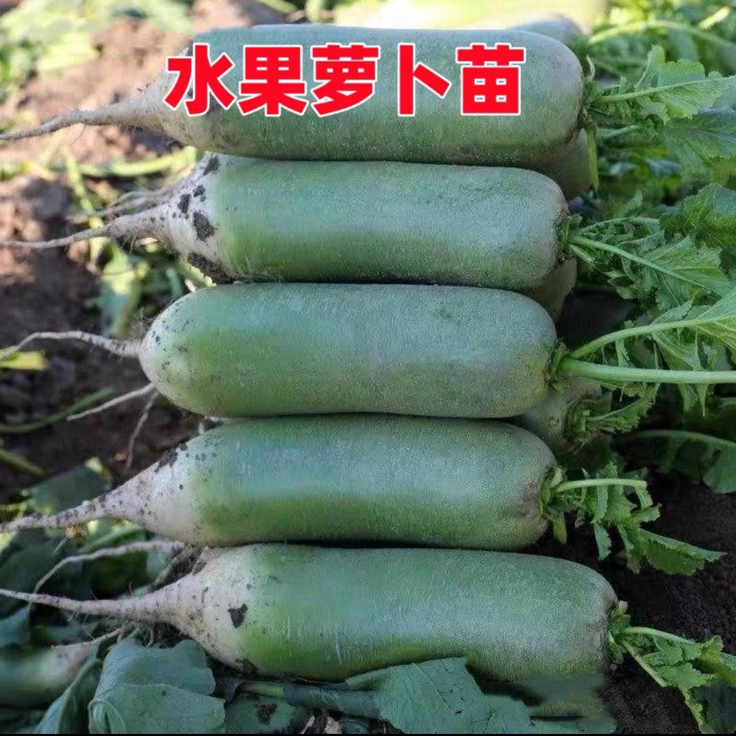 四季阳台带土蔬菜苗白萝卜胡萝卜图片