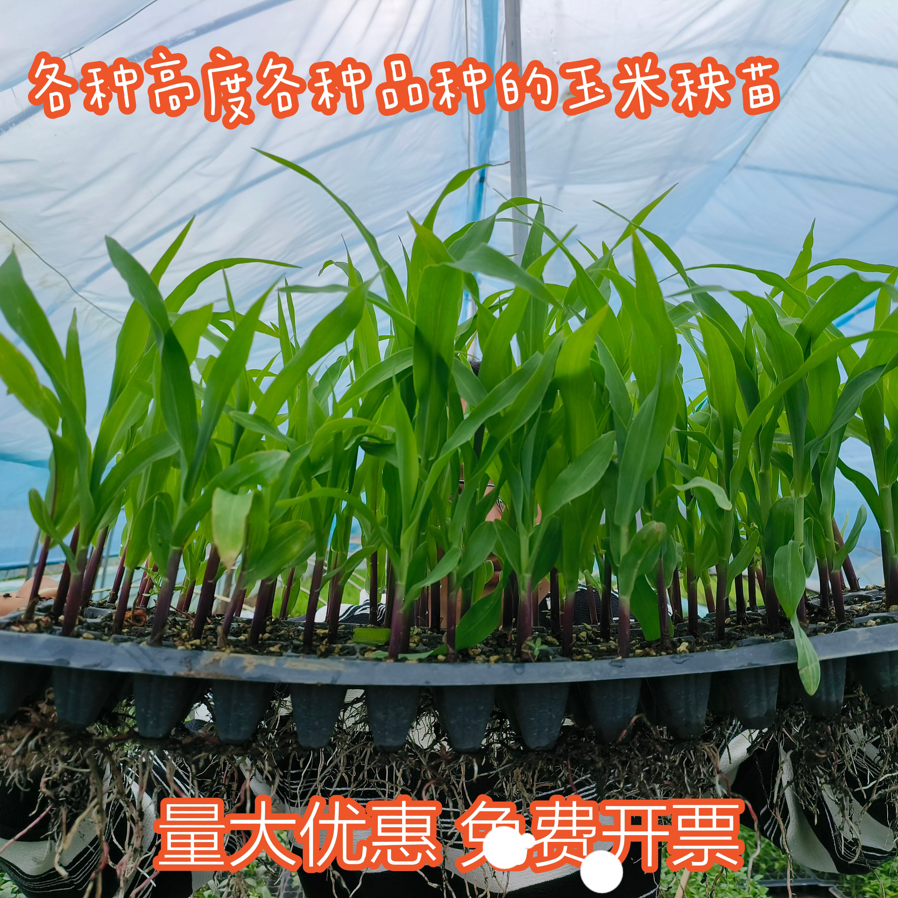 水果玉米苗黑玉米苗彩糯玉米苗白玉米苗甜糯高产玉米种苗批发