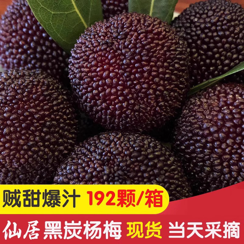 [特甜]仙居荸荠杨梅鲜果当季现摘现发新鲜水果黑炭梅杨梅颗粒整箱