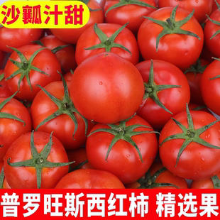 广西百色自然熟大西红柿大番茄浓香果味新鲜发货