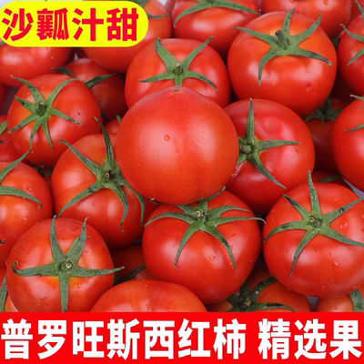广西百色自然熟大西红柿大番茄浓香果味新鲜包邮