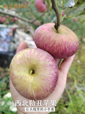 蒙自西北勒小苹果脆甜可口又丑又甜又脆，苹果中的迷你版小苹果