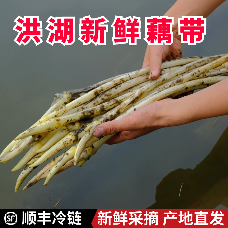 洪湖藕带新鲜藕尖顺丰湖北特产