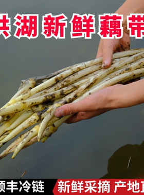 洪湖藕带新鲜藕尖顺丰湖北特产