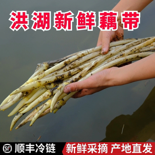 洪湖藕带新鲜藕尖顺丰湖北特产现挖莲藕尖藕肠子藕苫蔬菜