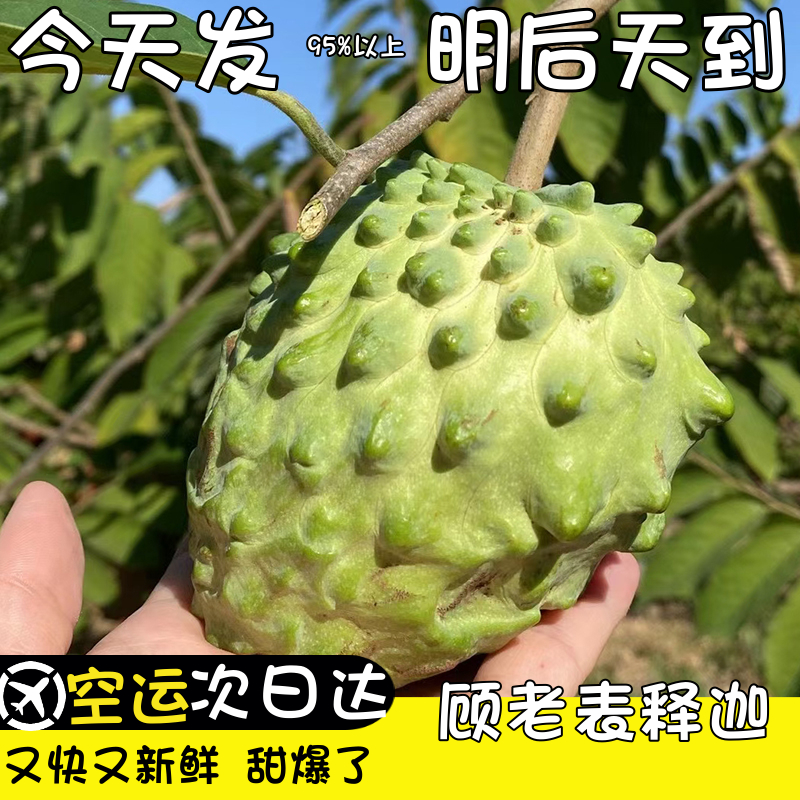 空运云南凤梨释迦果新鲜
