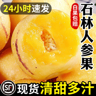 云南石林人参果黄果10斤大果新鲜人叁果水果黄肉圆果人生果甜包邮