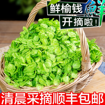 2024新鲜榆钱儿野菜榆树钱串子洋槐花现摘现发榆钱子榆钱串花骨朵