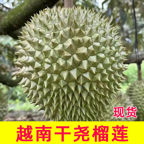 越南干尧榴莲新鲜水果当