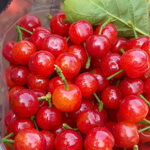 当季 包邮 正宗四川小樱桃攀枝花米易凉山新鲜水果孕妇土樱桃顺丰