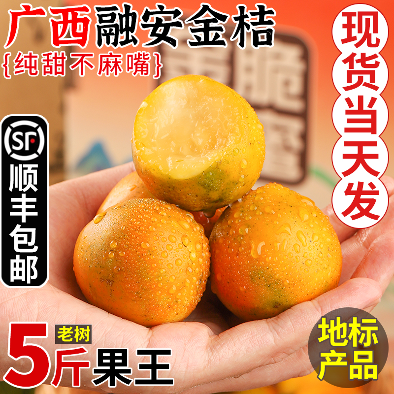 顺丰广西融安脆皮金桔口