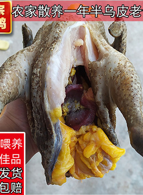 四川土鸡农家散养新鲜老母鸡黑脚月子乌皮草鸡农村整只重庆跑山鸡