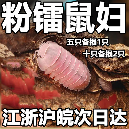 粉镭樱花粉鼠妇宠物西瓜虫粉色昆虫虫子潮虫可爱简单懒人免打理