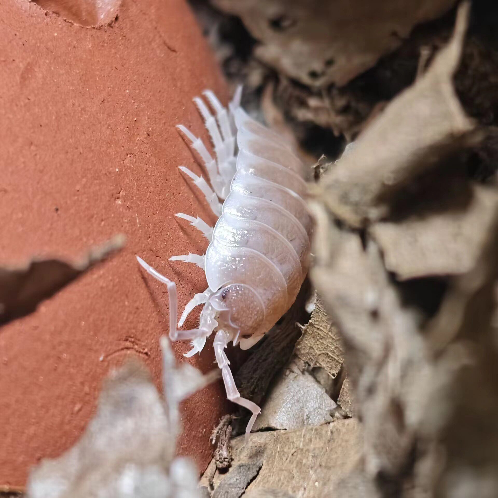 鼠妇塞维利亚白化西瓜虫宠物亚成五只备损1只十只备损2只