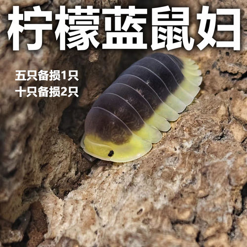 柠檬蓝鼠妇西瓜虫宠物C属大苗