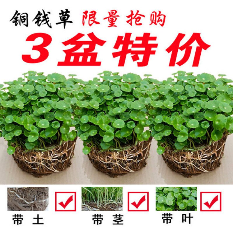 铜钱草室内盆栽花卉绿植套餐盆景水培绿植