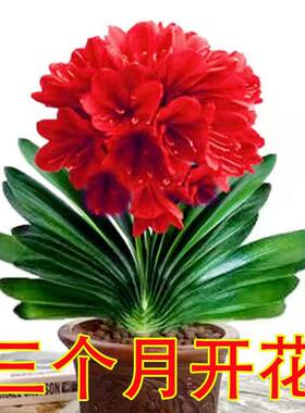 精品君子兰盆栽带花苞特级圆头和尚苗室内花卉植物四季好养活绿植