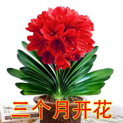 精品君子兰盆栽带花苞特级圆头和尚苗室内花卉植物四季好养活绿植