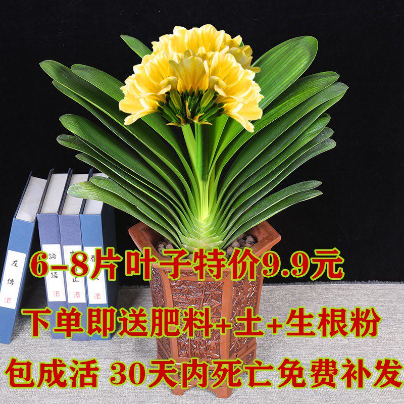 Clivia Potted plant indoor flowers and plants Clivia Seedlings indoor Clivia Orchid seedlings Clivia Green plant Potted plantin the Flower delivery/Flowers simulation/Plants gardening , Flowers/Potted plants (New) , Flowers  category - from Buy2taobao.com to provide professional Taobao agent buy service