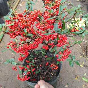 火棘盆栽树苗吉祥果满堂红老树桩观果植物带果盆景好养活耐寒喜庆