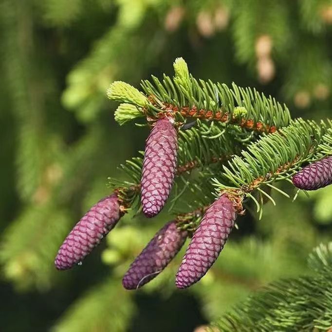 NG有机黑云杉  加拿大  原料测试链接 10月预团 许诺言