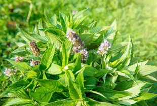 法国 有机蜂香薄荷精油 超高牻牛儿醇 测试链接  许诺言 3月预团