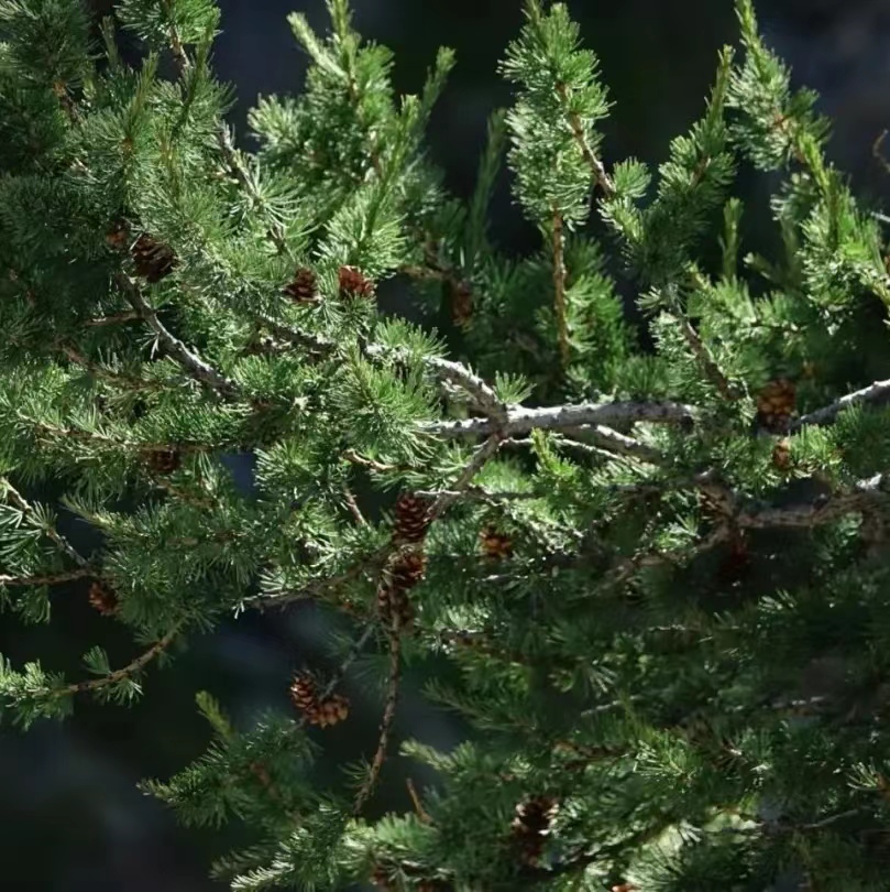 野生瑞士山松  波斯尼亚  清甜香气  原料测试  12月预团  许诺言