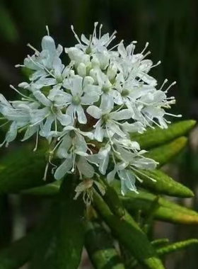 NG 有机格林兰喇叭茶  加拿大  二月预团  测试链接 许诺言