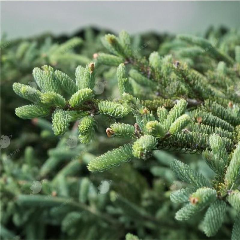 有机胶冷杉精油 枝叶萃取 加拿大  11月预团 原料测试链接 许诺言