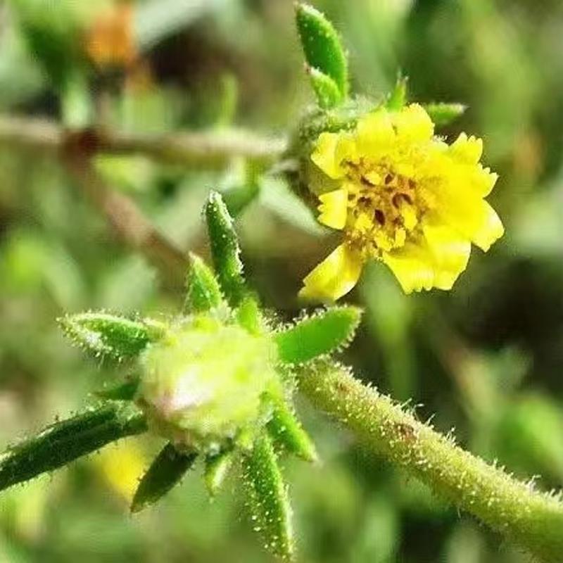 铜锅萃取有机绿土木香精油 法国科西嘉 预团 原料测试链接 许诺言