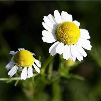 云南有机德国洋甘菊纯露  舒敏 3月预团  测试链接  许诺言