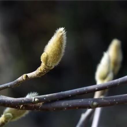 中药精油 辛夷花苞  紫玉兰  原料测试 10月预团  许诺言