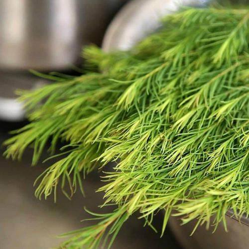 有机澳洲茶树纯露500ml   测试链接  1月预团 许诺言,美容护肤/美体/精油,纯露/花水,淘宝优惠券,粉丝福利购,淘宝优惠卷