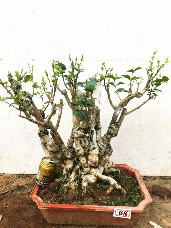 横县重瓣茉莉花苗白茉莉盆栽盆景四季绿植花卉老桩树桩根植物室内