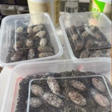 Леопардовый дворец -новичок «Получает, когда получается, когда получается, когда получается, когда получается, получая получение на маленьких ящерицах